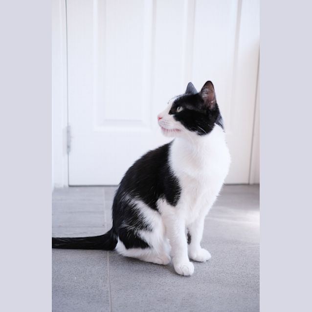 Photo of Panda   Located In Clifton Hill