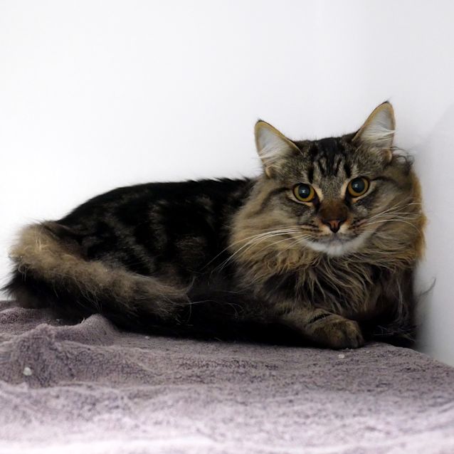 Photo of Bowie Rstk005009