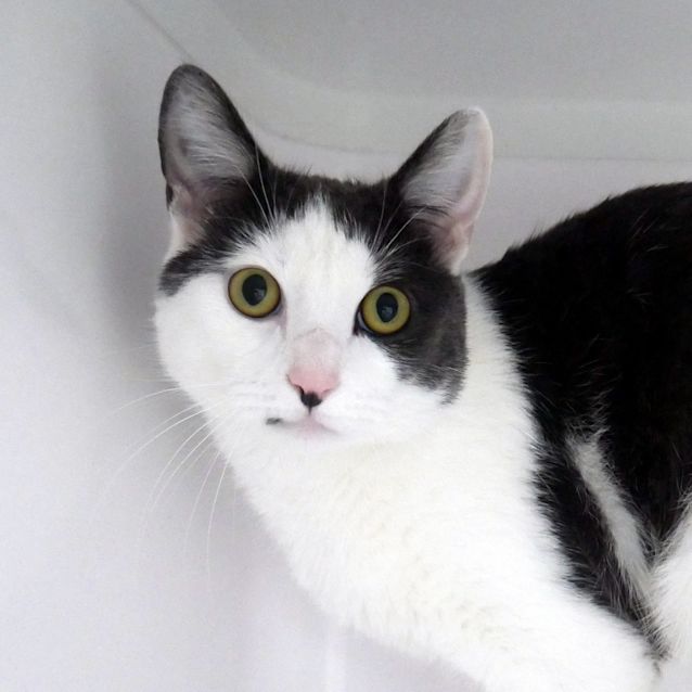 Photo of Cheeky Rsua006036