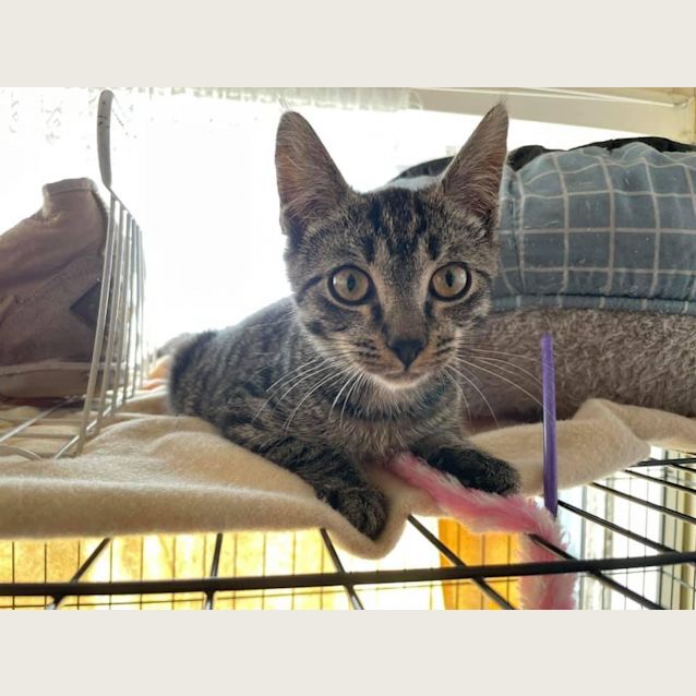 Photo of Pickles