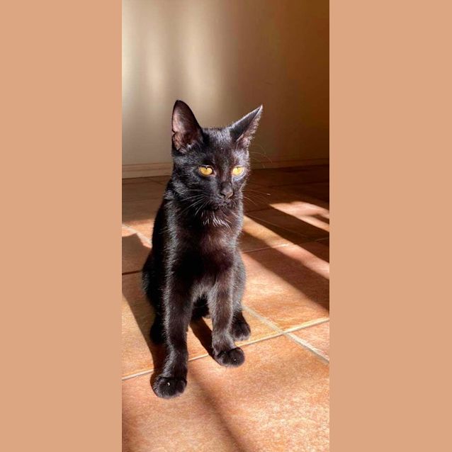 Photo of Toothless 