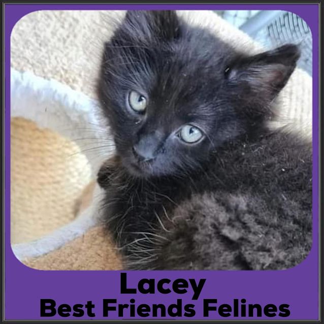 Photo of Lacey 