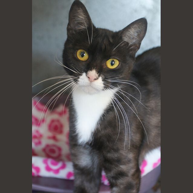 Photo of Mittens