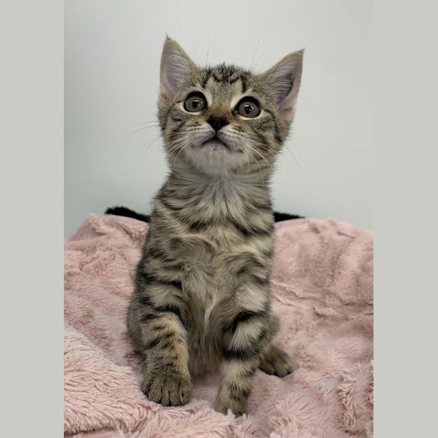 Photo of Gooseberry