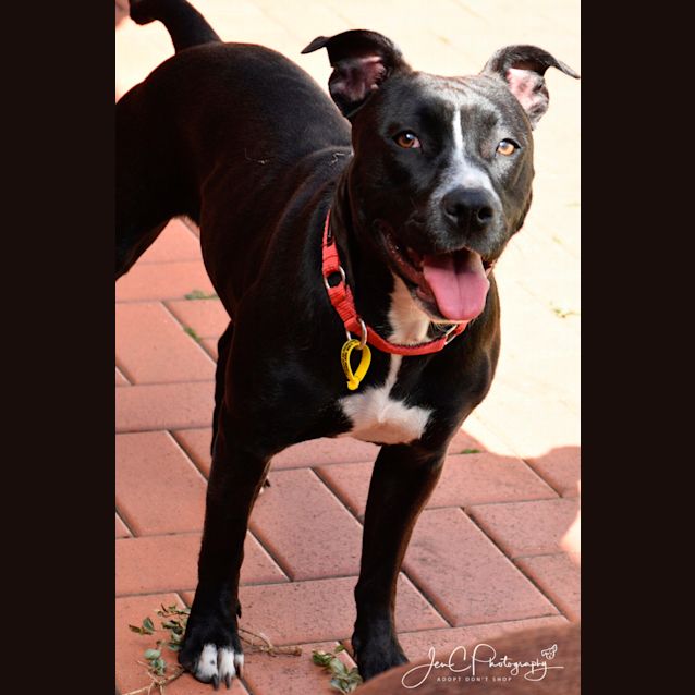 Photo of Molly ** Adorable Love Bug **