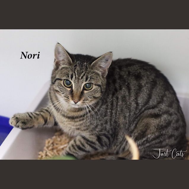 Photo of Nori (Petsock)