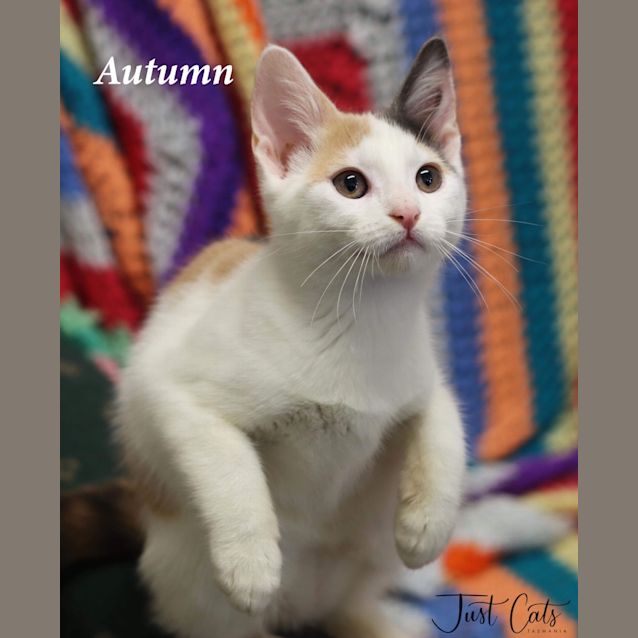 Photo of Autumn