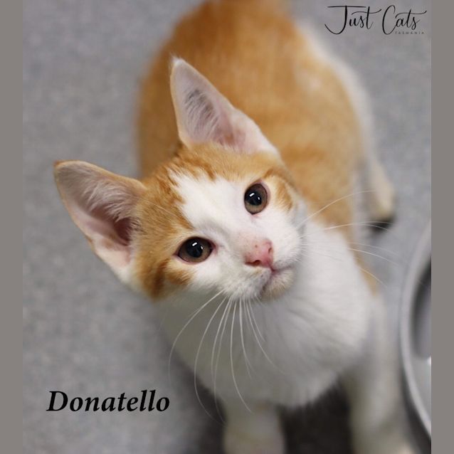 Photo of Donatello