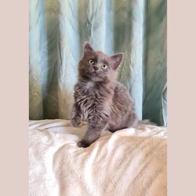 Photo of Grey Dmh Female