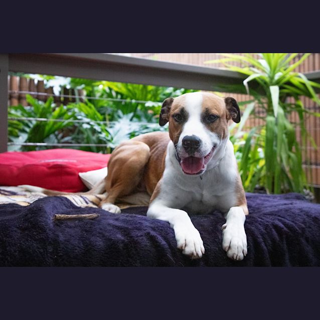 Photo of Rebel 