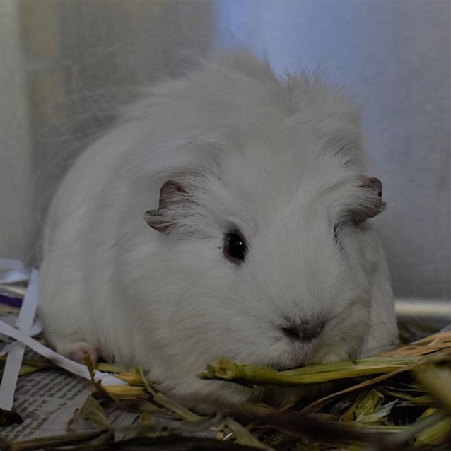 Photo of Bella