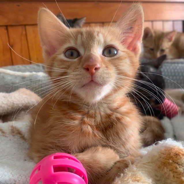 Photo of Diesel 😍