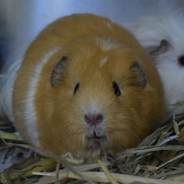 Photo of Skittles