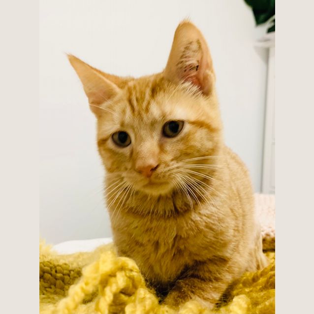 Photo of Honey   Located In Thornbury