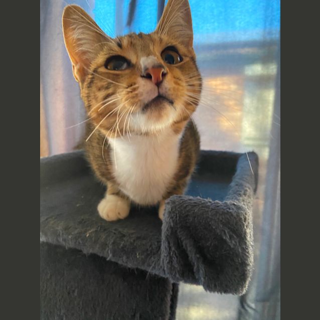 Photo of Teddy 