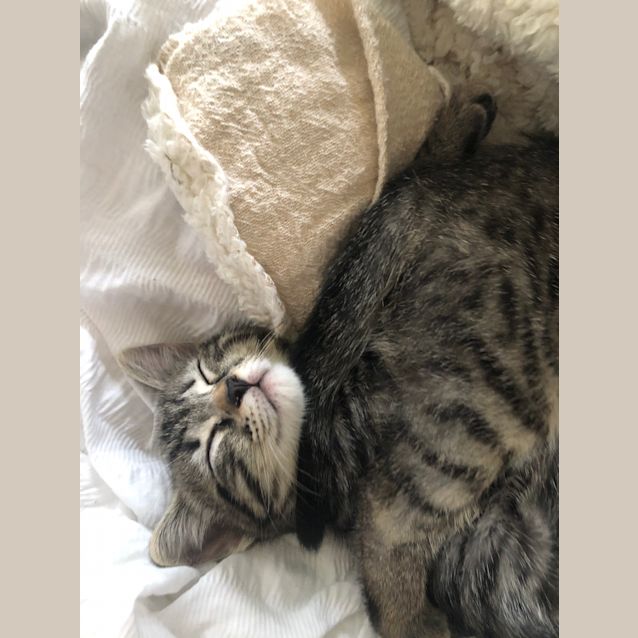 Photo of Dottie