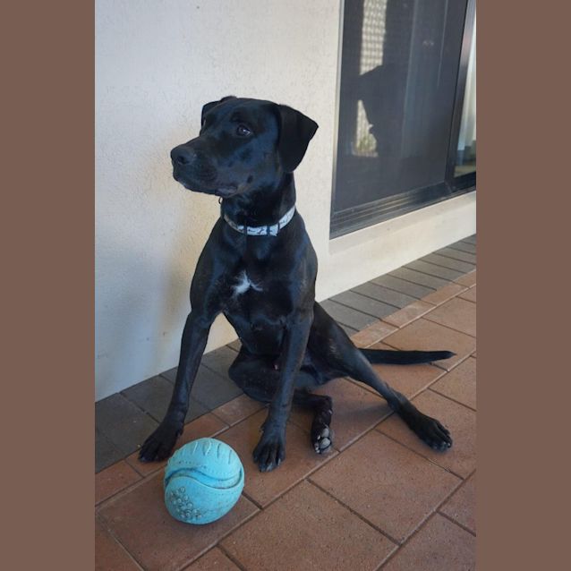Photo of Laddie