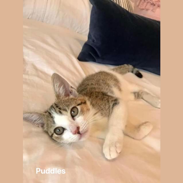 Photo of Puddles