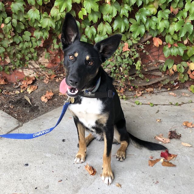 Photo of Nacho