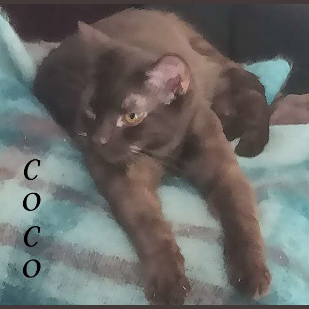 Photo of Coco