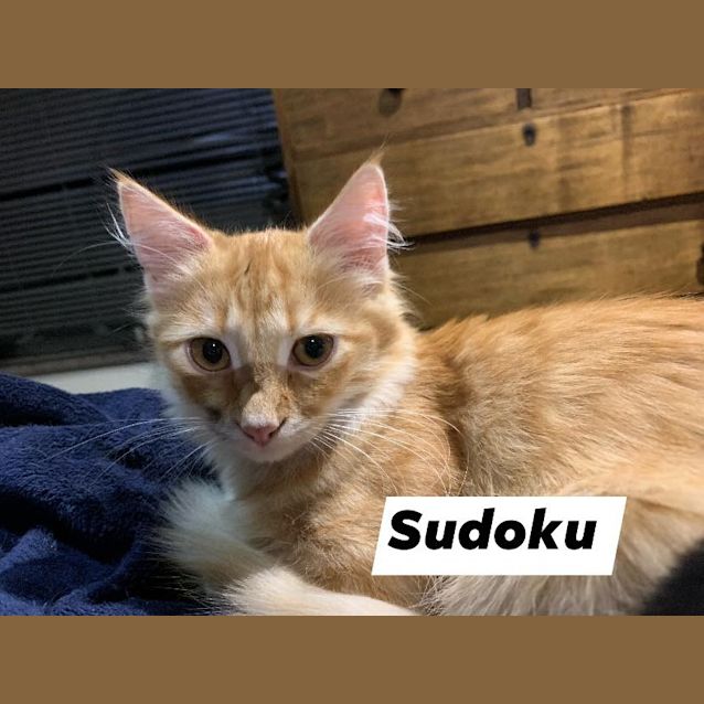Photo of Sudoku