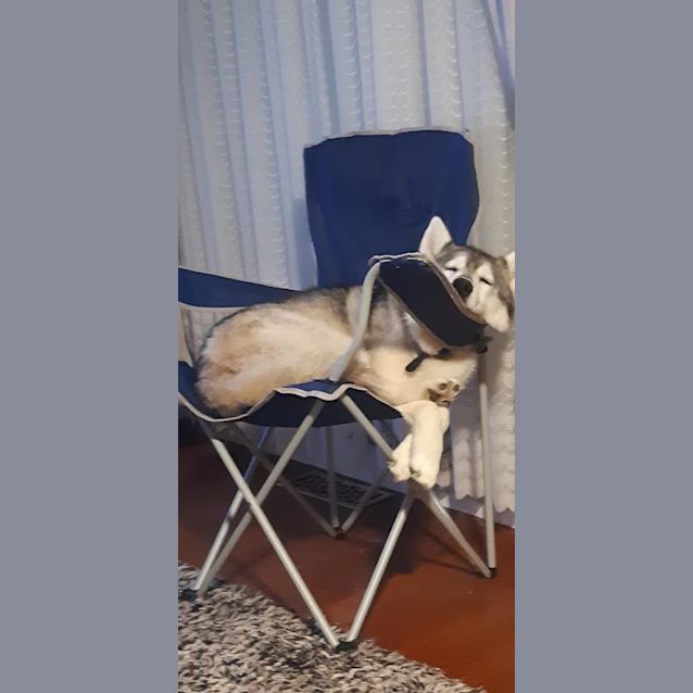 Photo of Lola