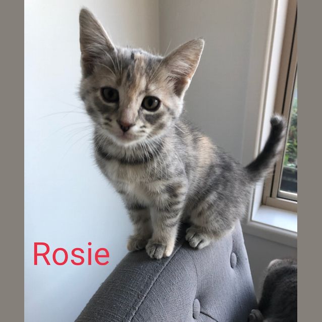 Photo of Rosie