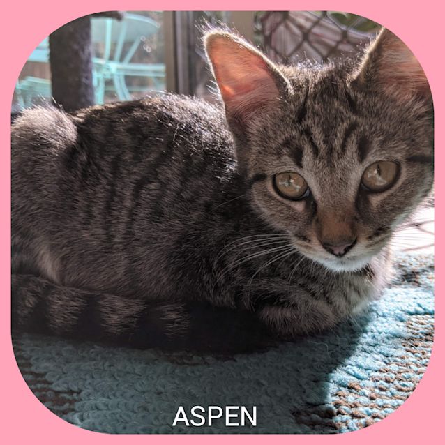 Photo of Aspen