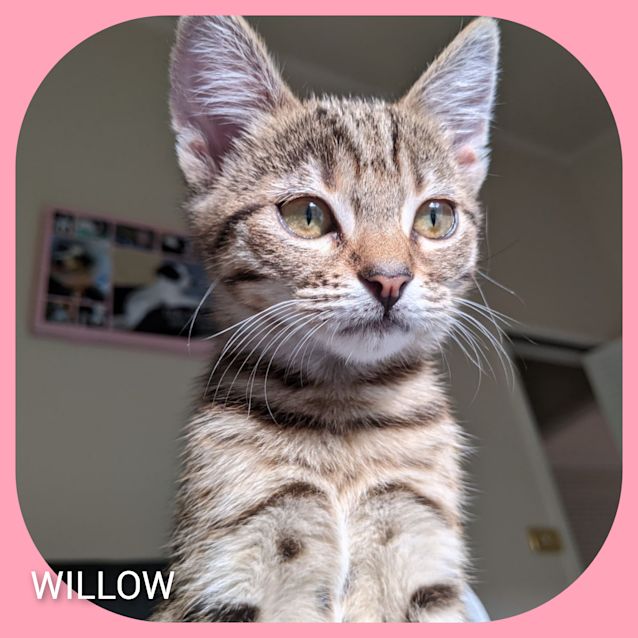 Photo of Willow