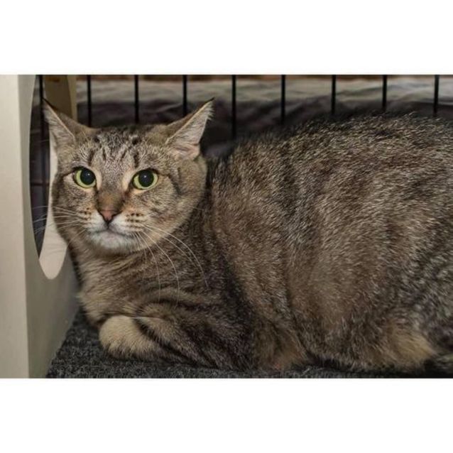 Photo of 3119   Phoebe