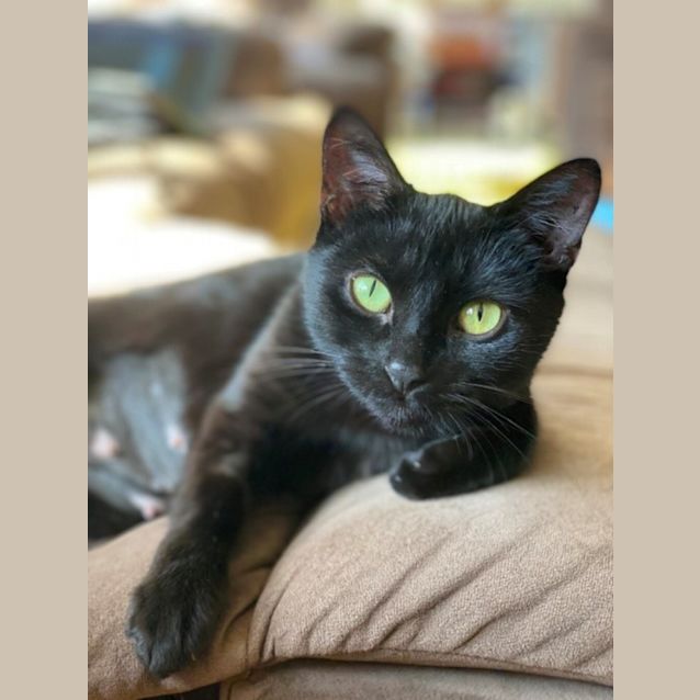 Photo of Raven