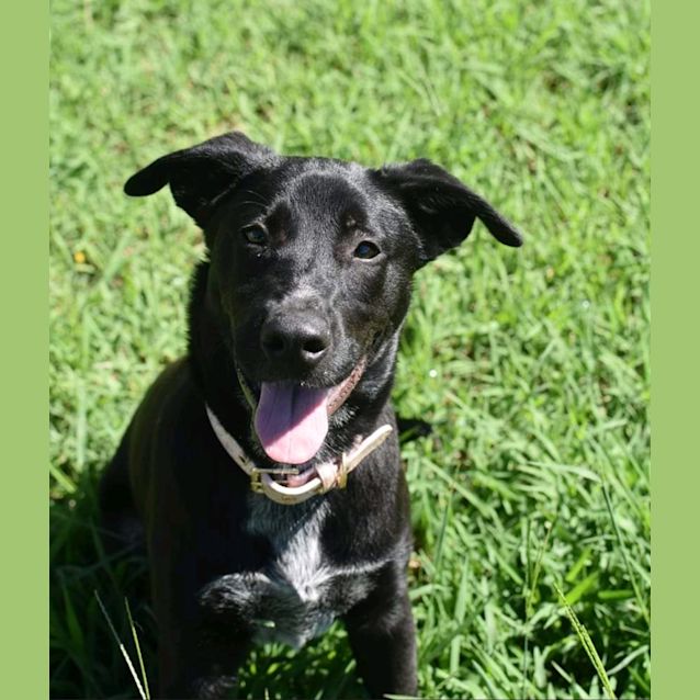 Photo of Shelby