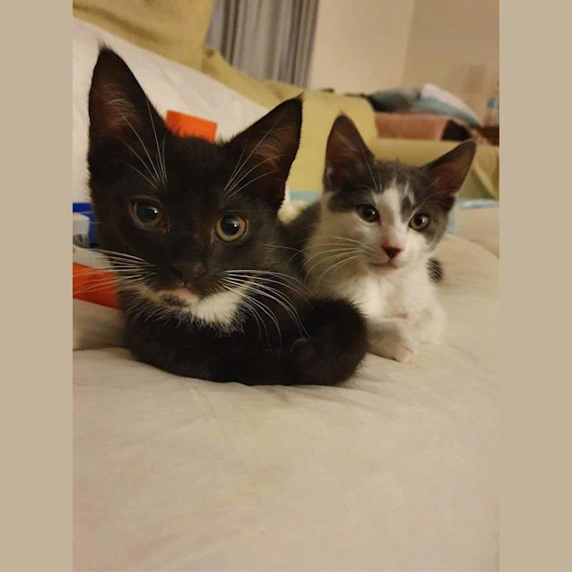 Photo of Panda And Mizuki