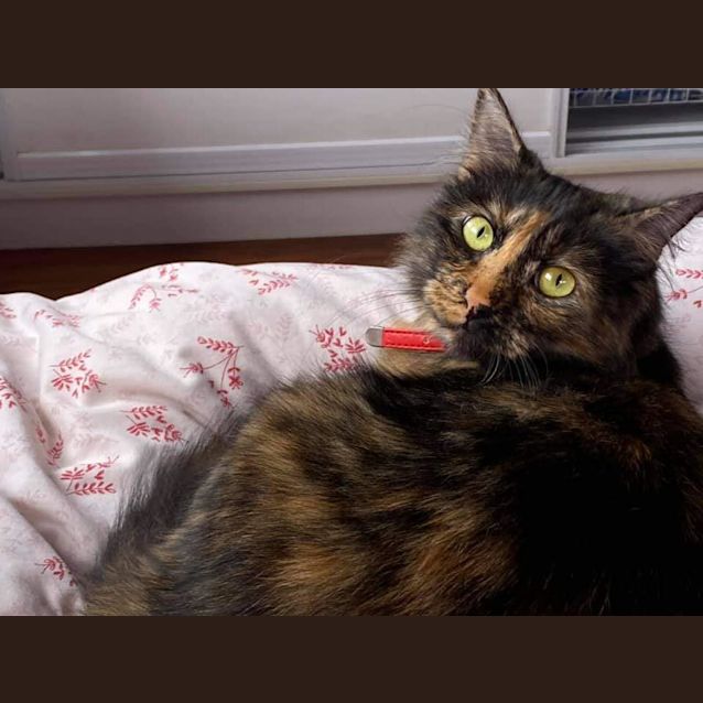 Photo of Cleo 