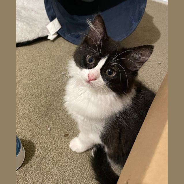 Photo of Kotys And Nyx