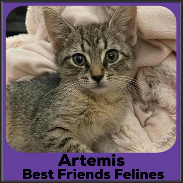 Photo of Artemis 