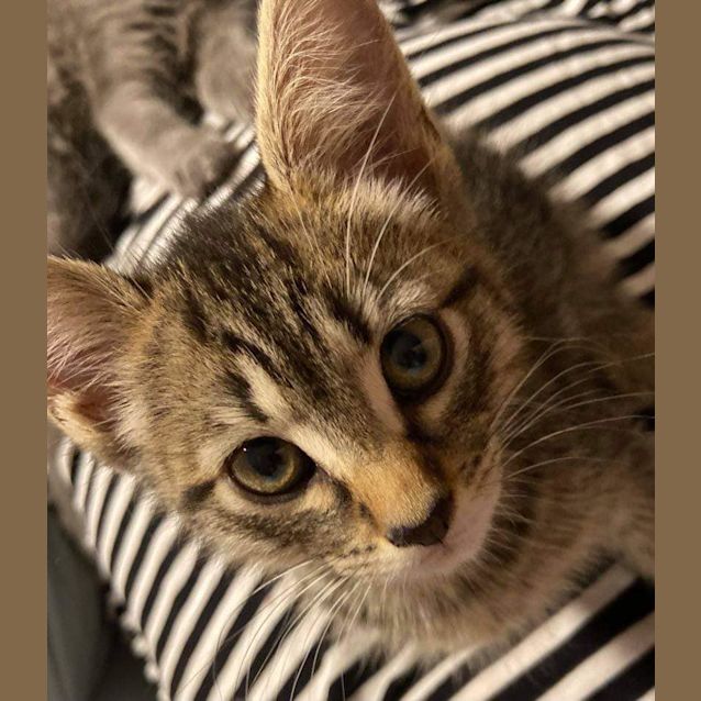 Photo of Marlowe 