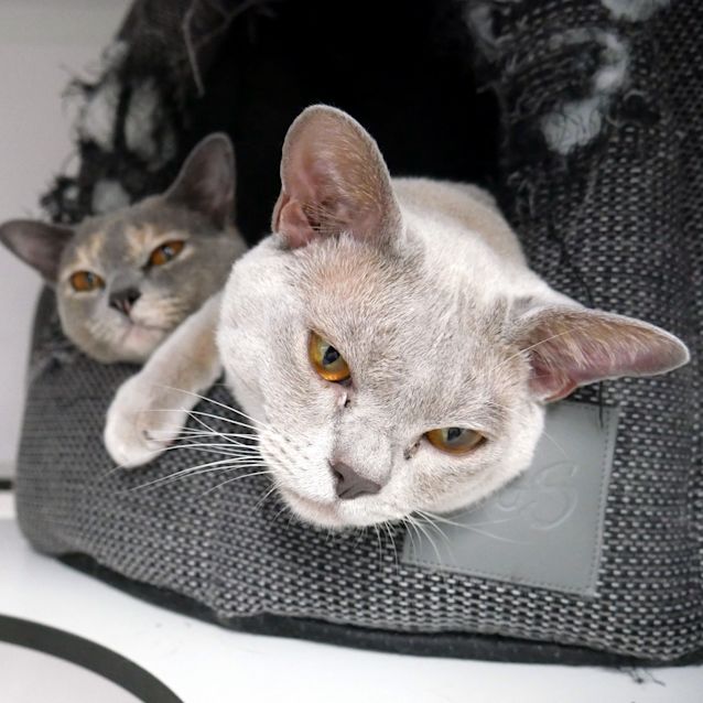 Photo of Smudge And Spook Sua006376 & Sua006377