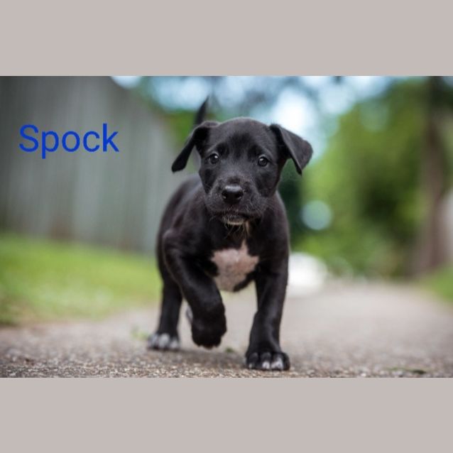 Photo of Spock