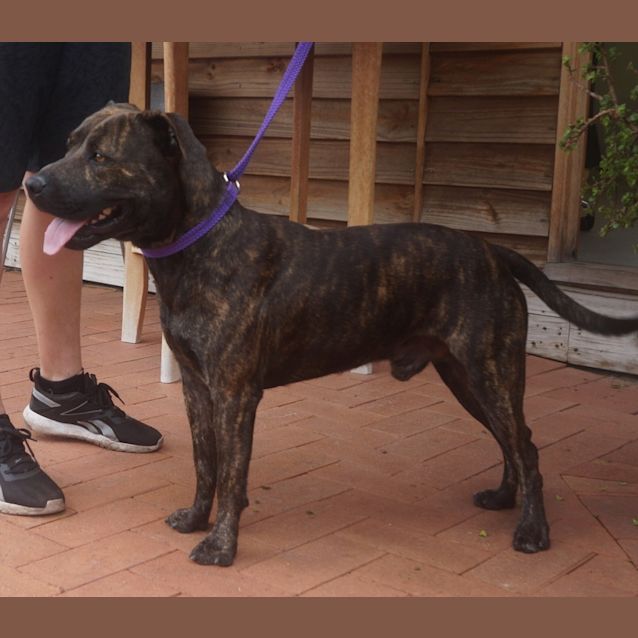 Photo of Bosco
