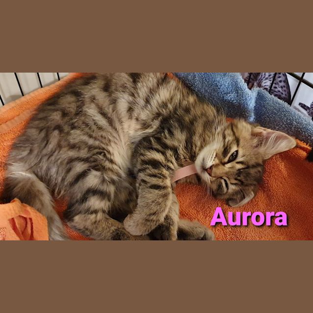 Photo of Aurora