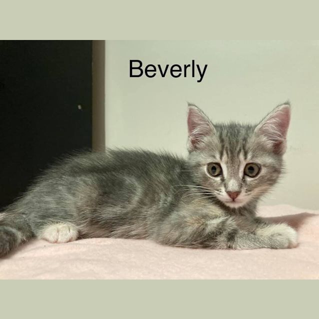 Photo of Beverly