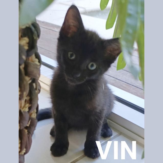 Photo of Vin