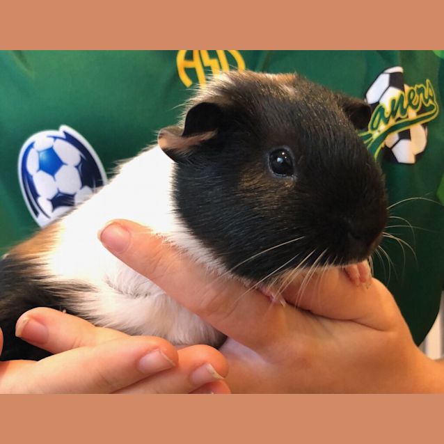 Photo of Almond