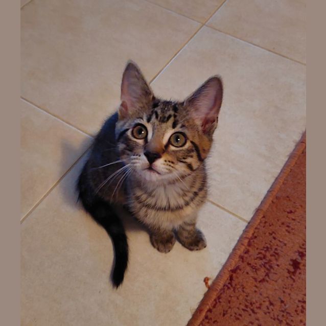 Photo of Scully