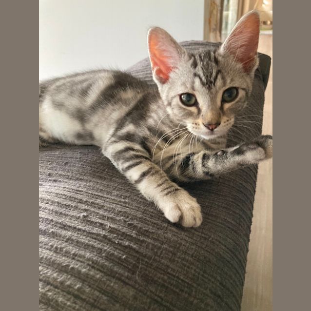 Photo of Wombles & Bubbles Bonded Pair