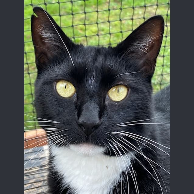 Photo of Loki **2nd Chance Cat Rescue**