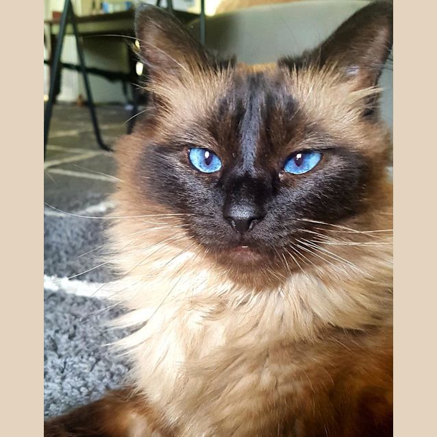 Photo of Cleo   Seal Point Rag Doll