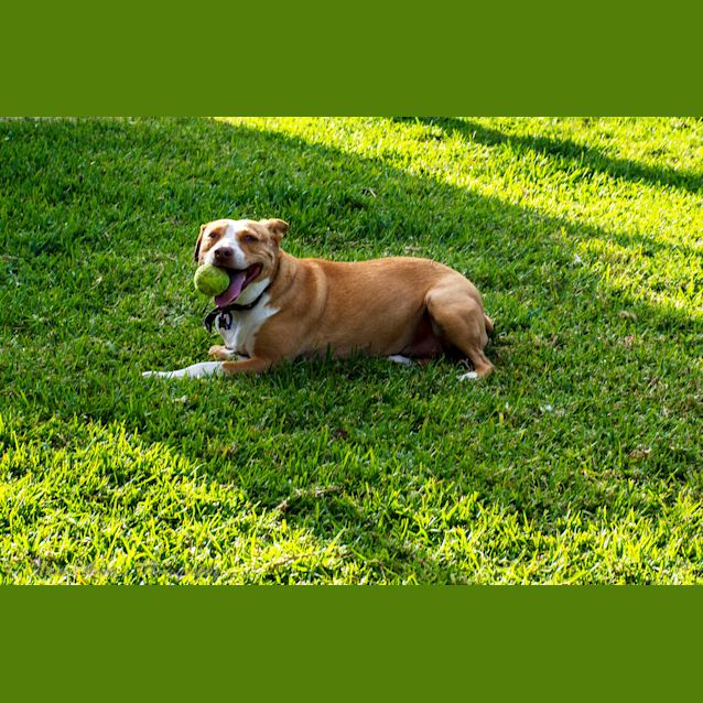 Photo of Missy ~ 4yr Old Staffy X (On Trial 22/5/21)