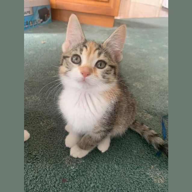 Photo of Priscilla